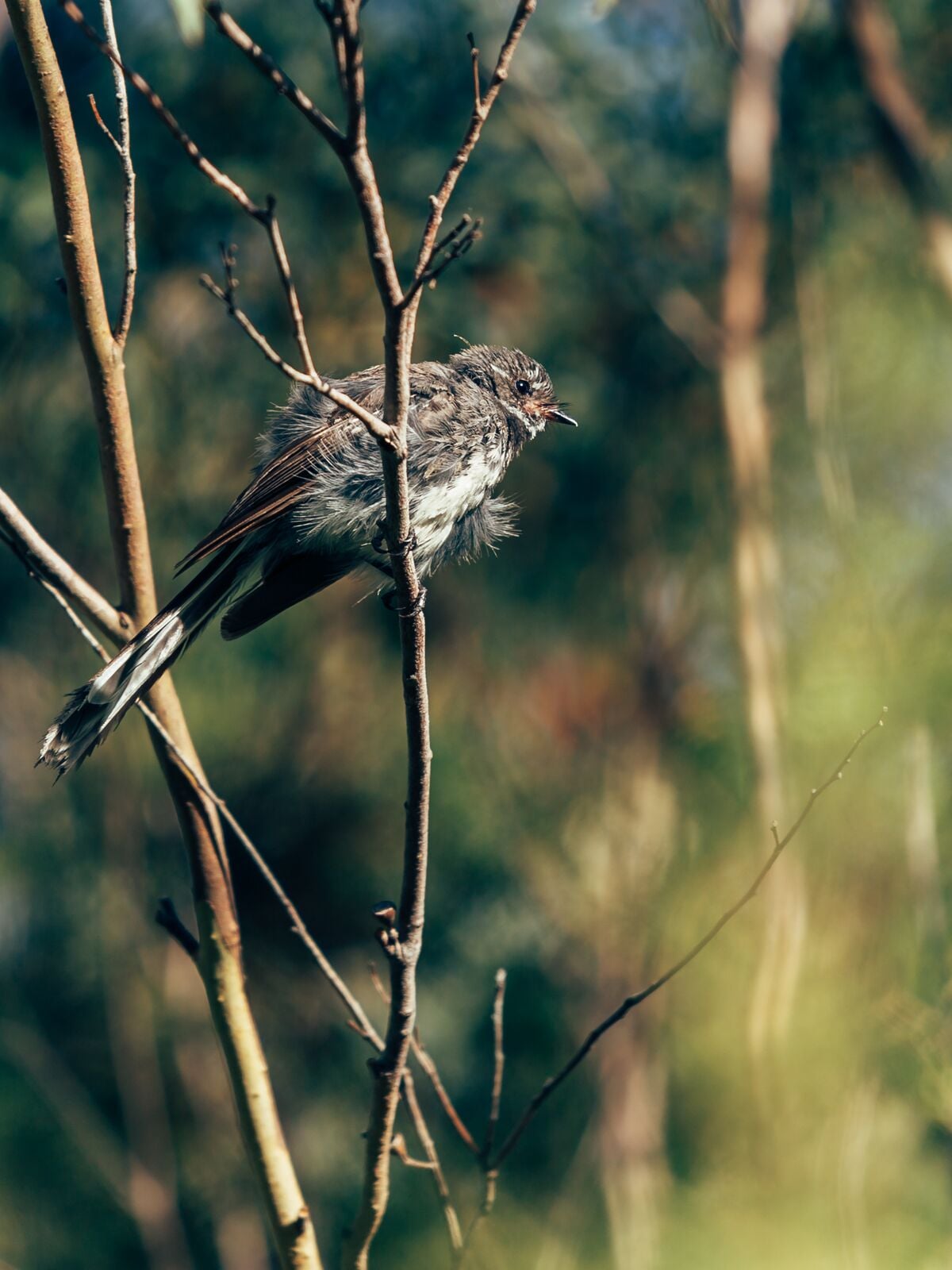 Saffire Wildlife 31