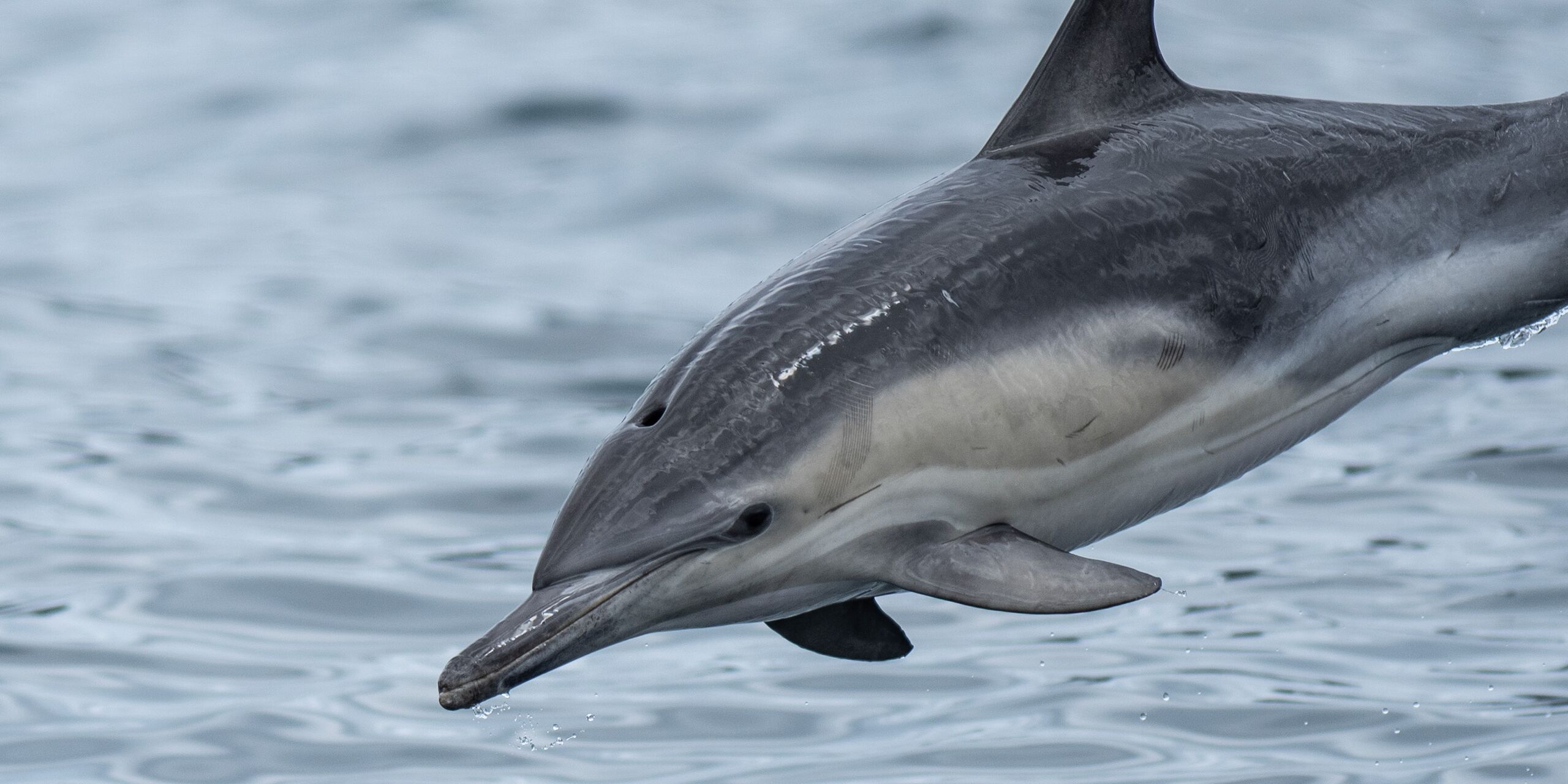 Saffire Wildlife 16