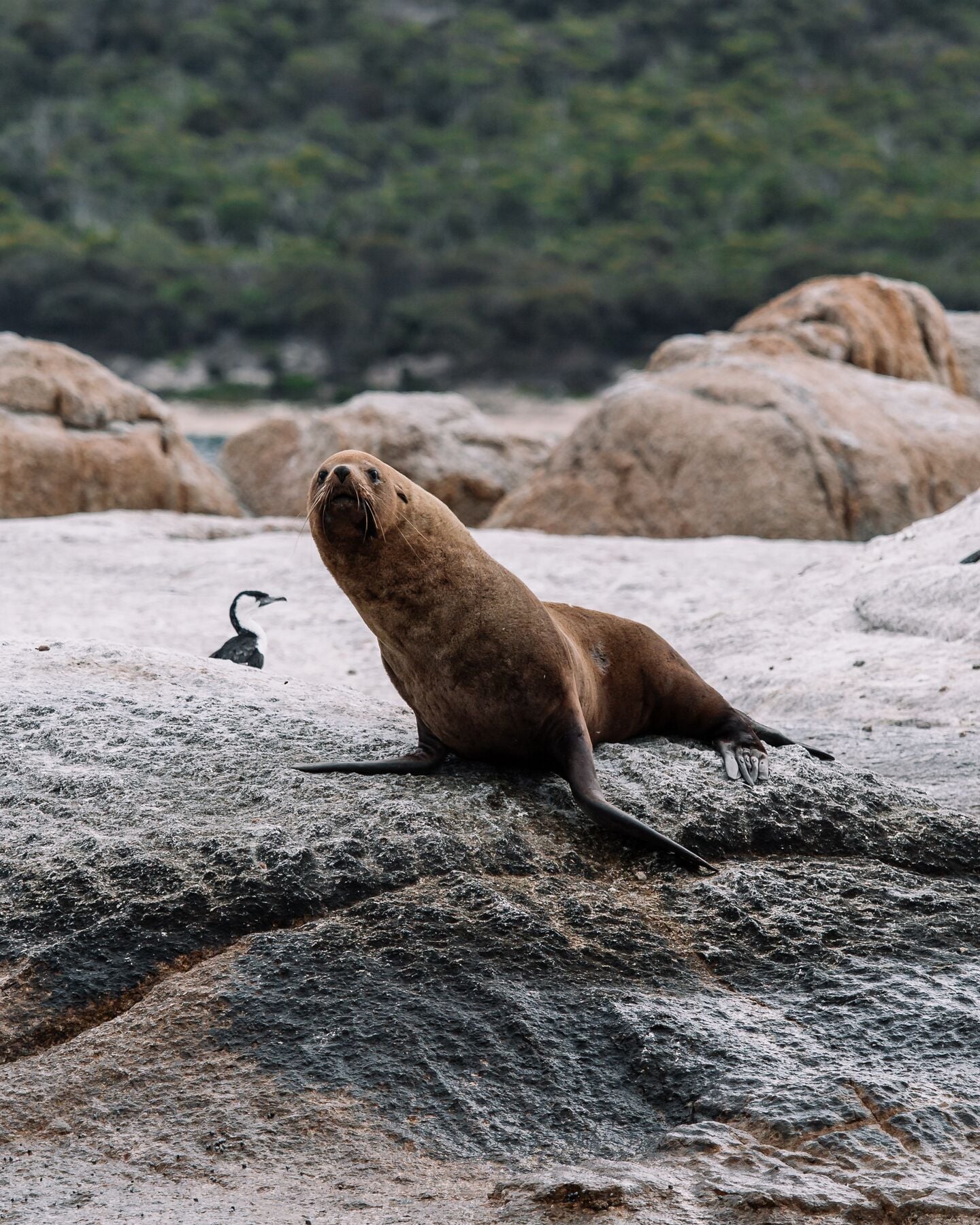 Saffire Wildlife 34