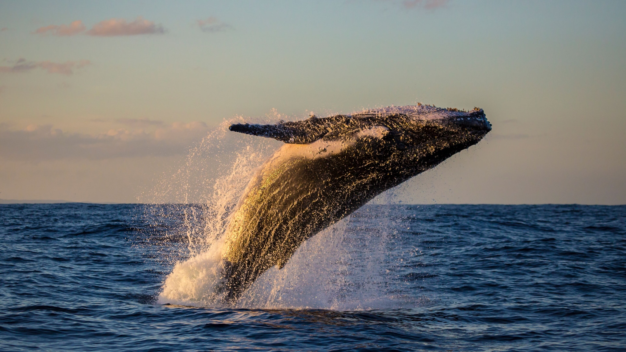 Humpback whale breaching shot at sunset off