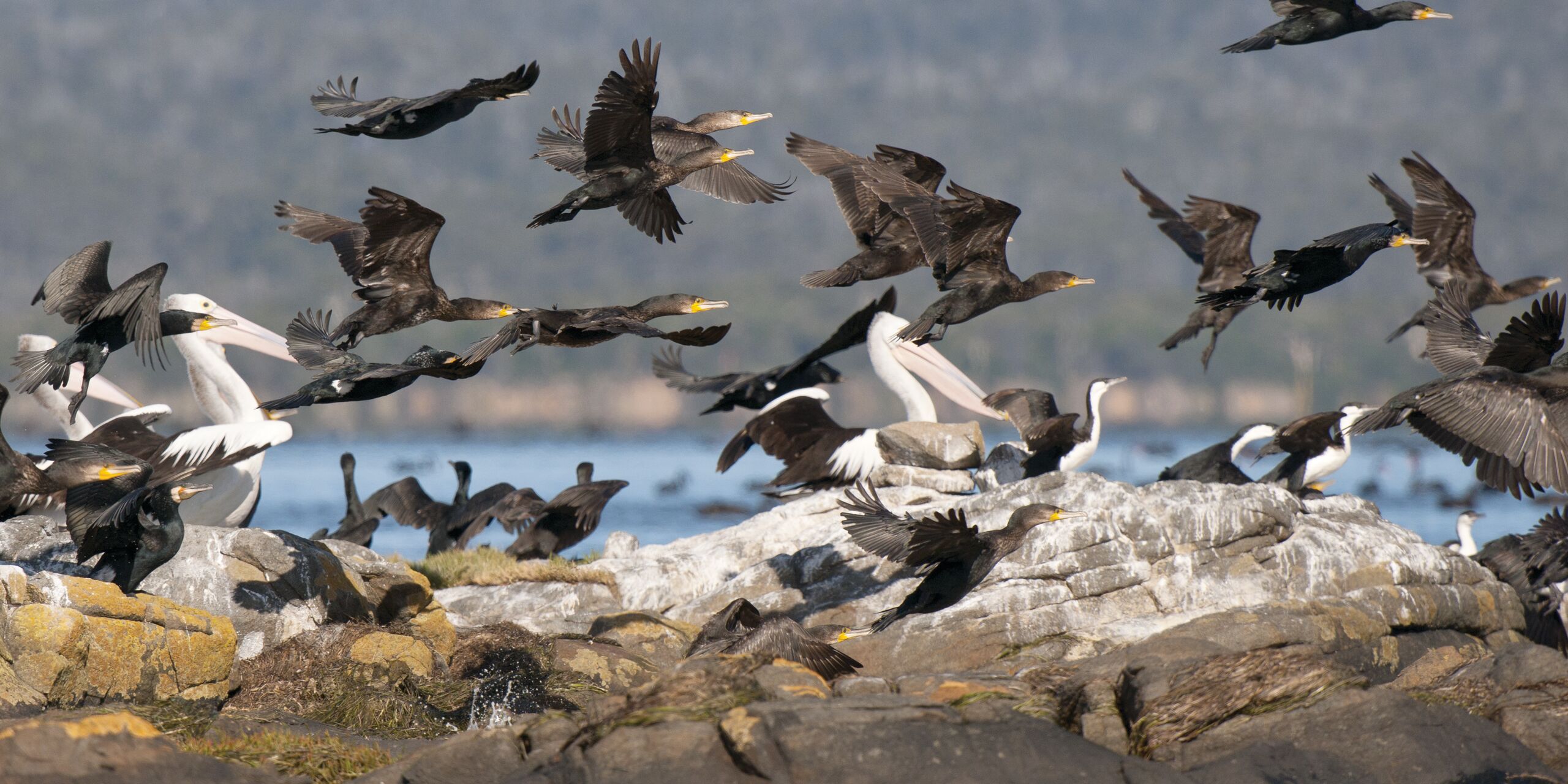 Saffire Wildlife 05