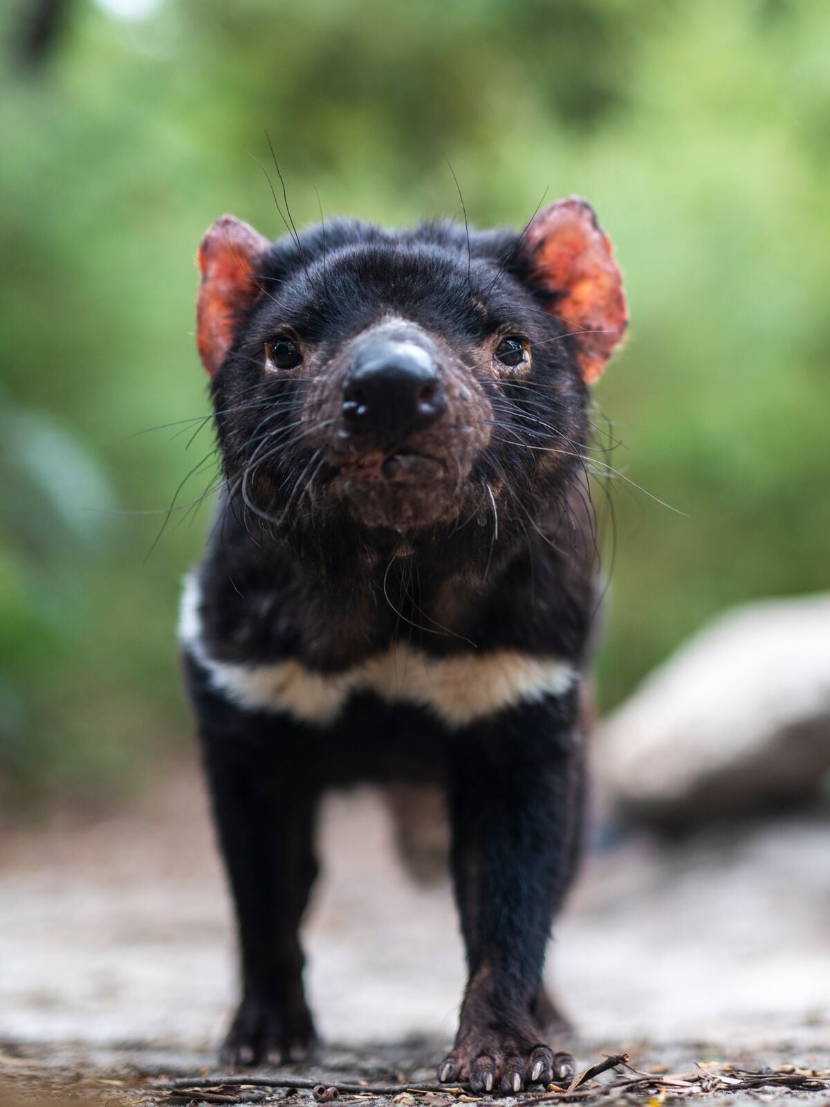Tasmanian Devils