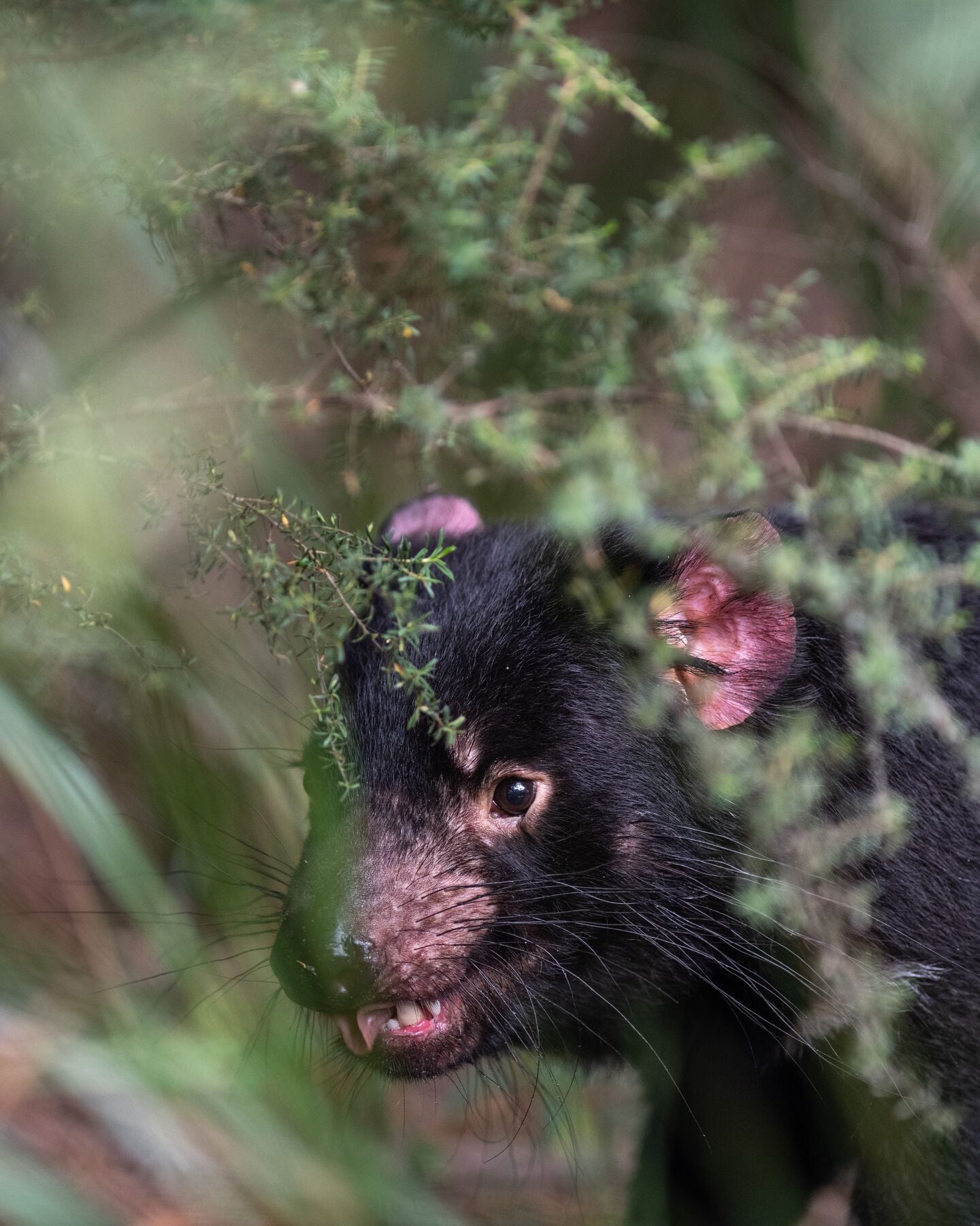Tasmanian Devils