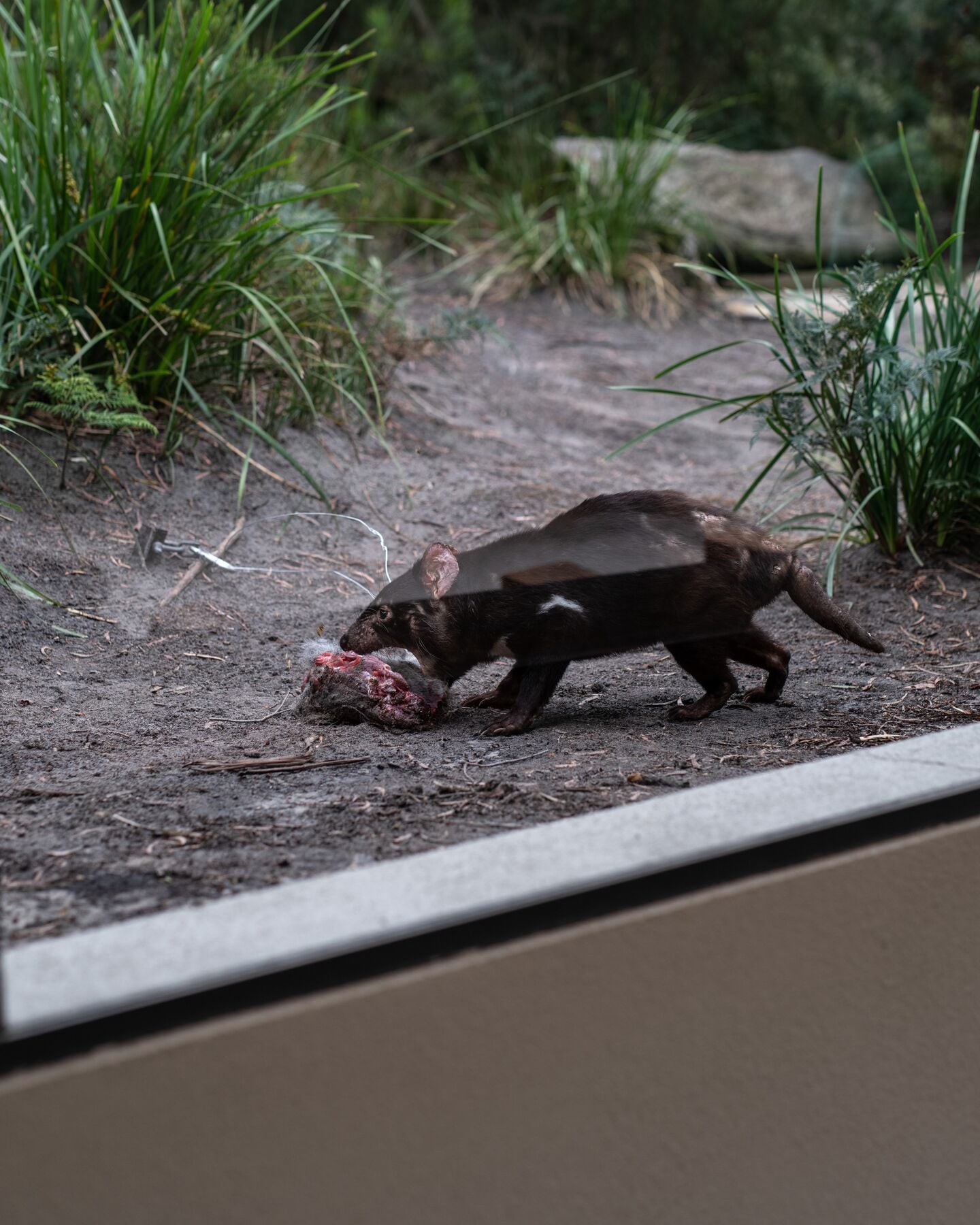Tasmanian Devils