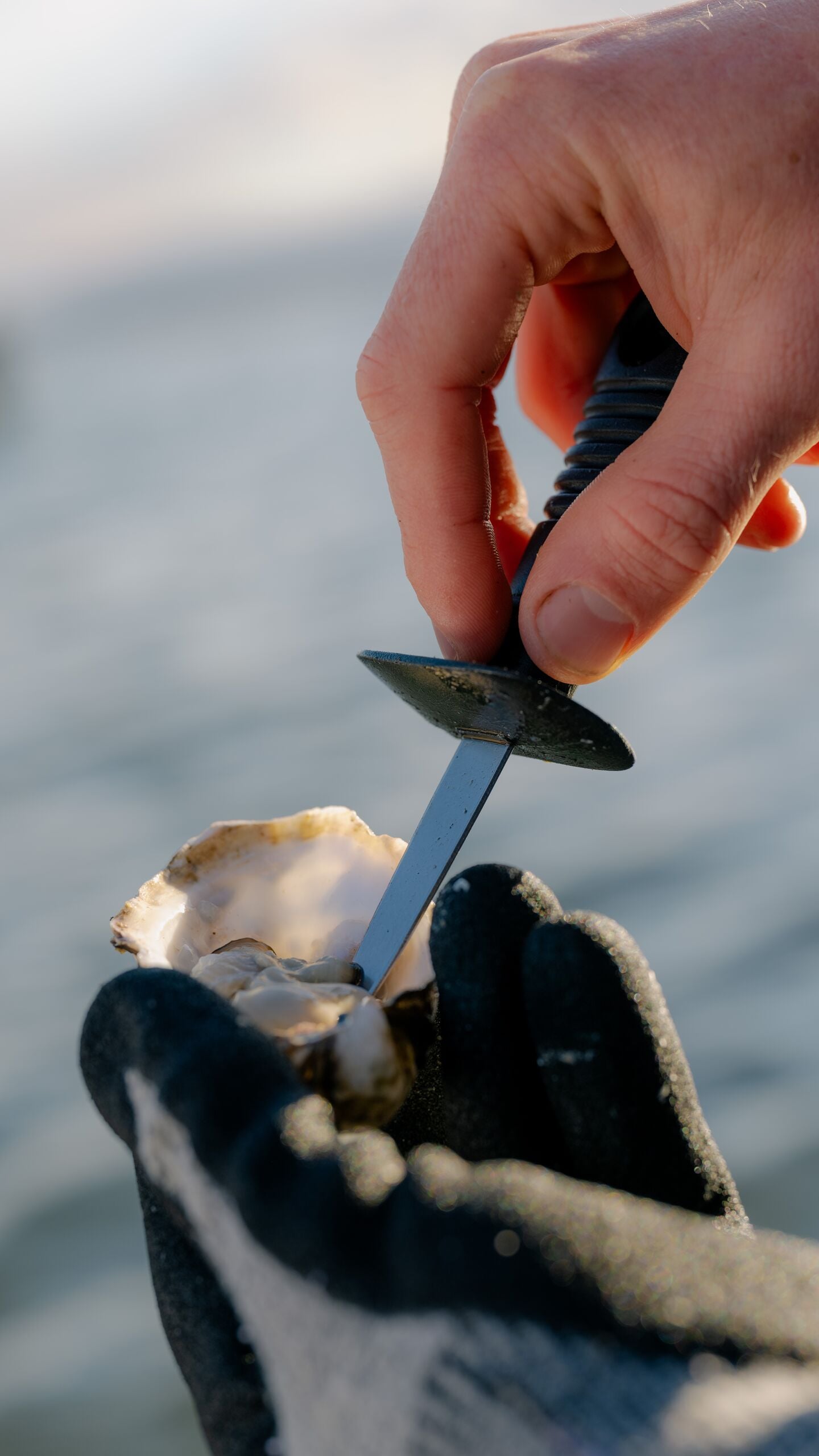 Marine Oyster Farm 6086