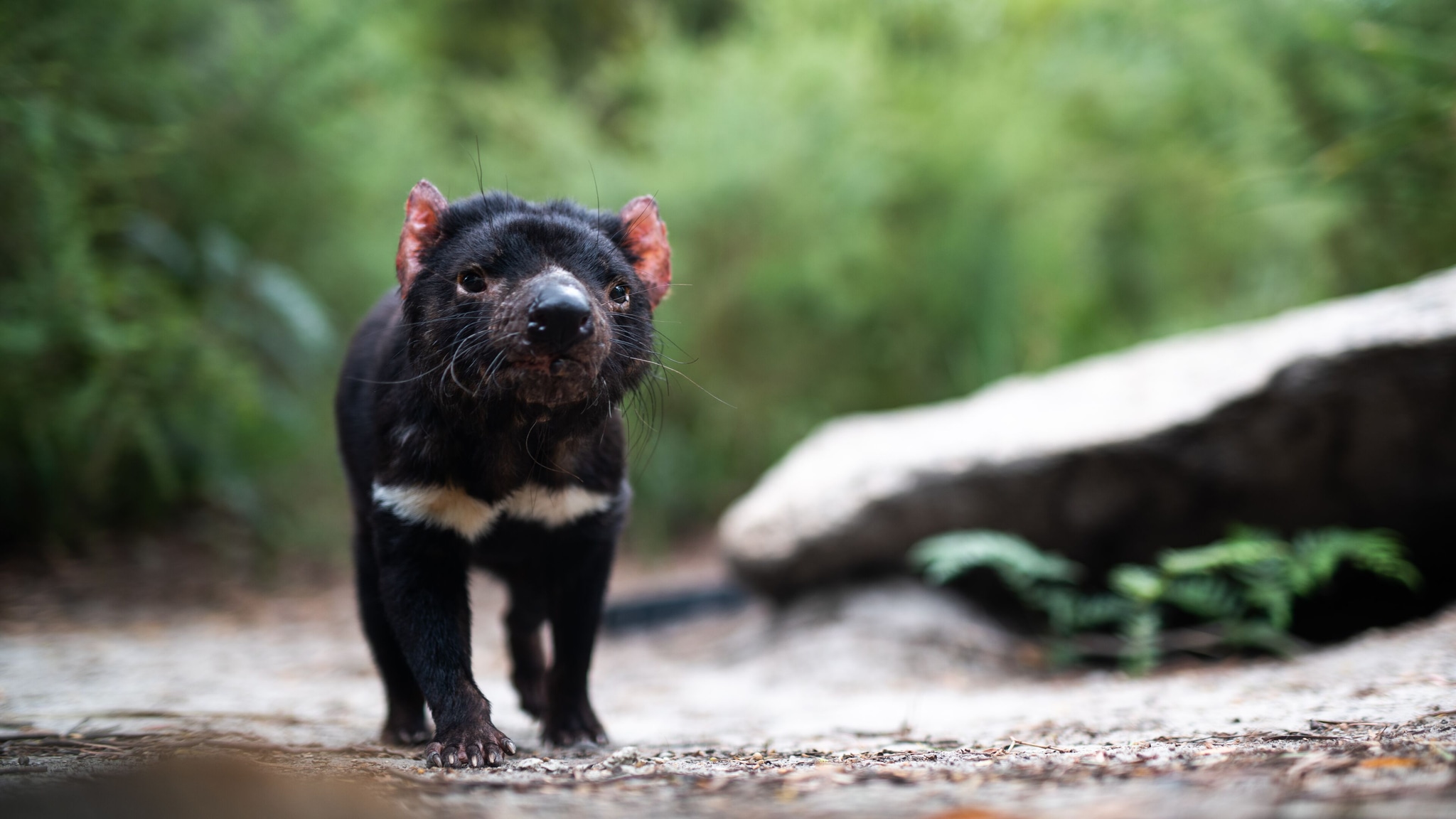 Tasmanian Devils