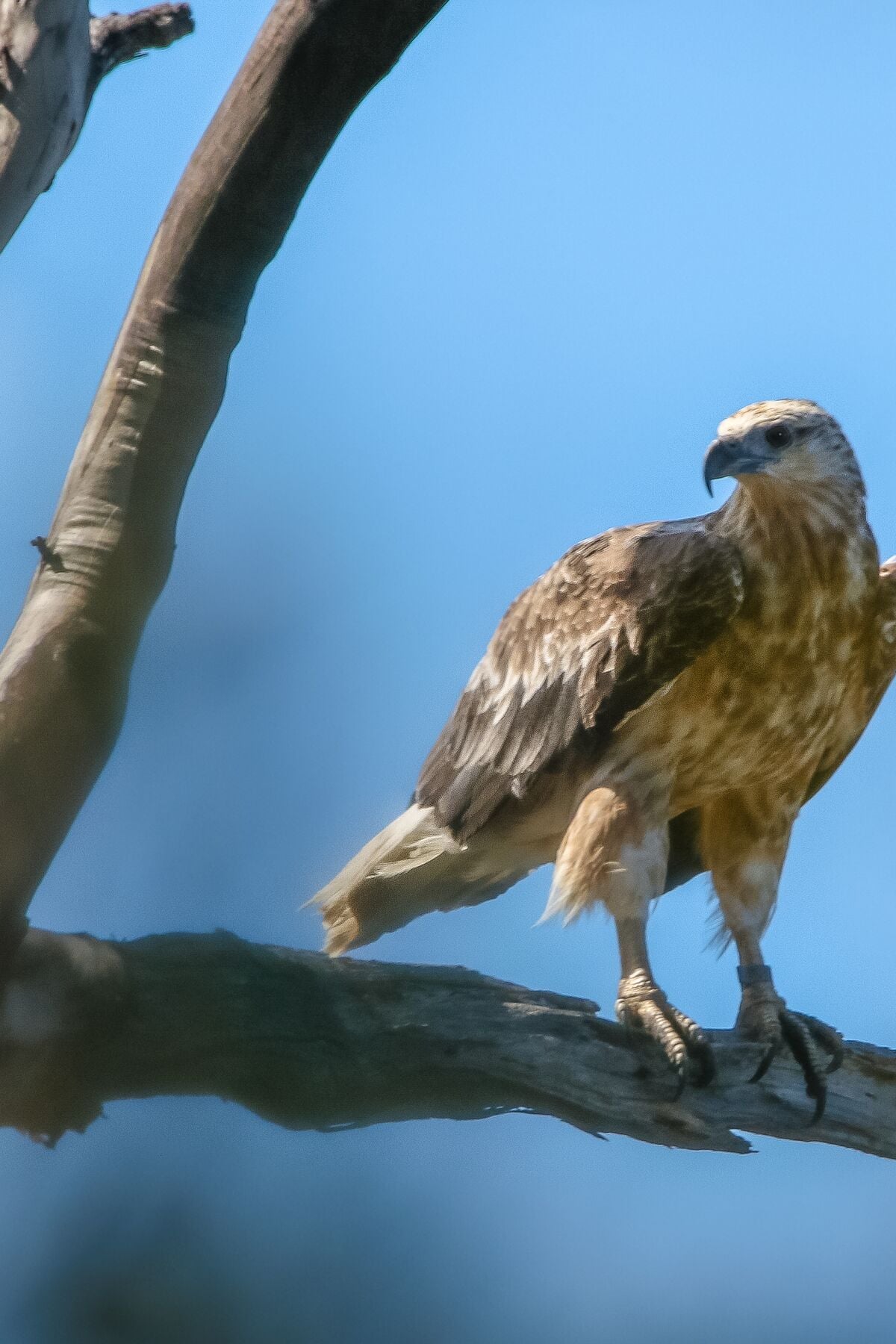 Raptor Refuge 11