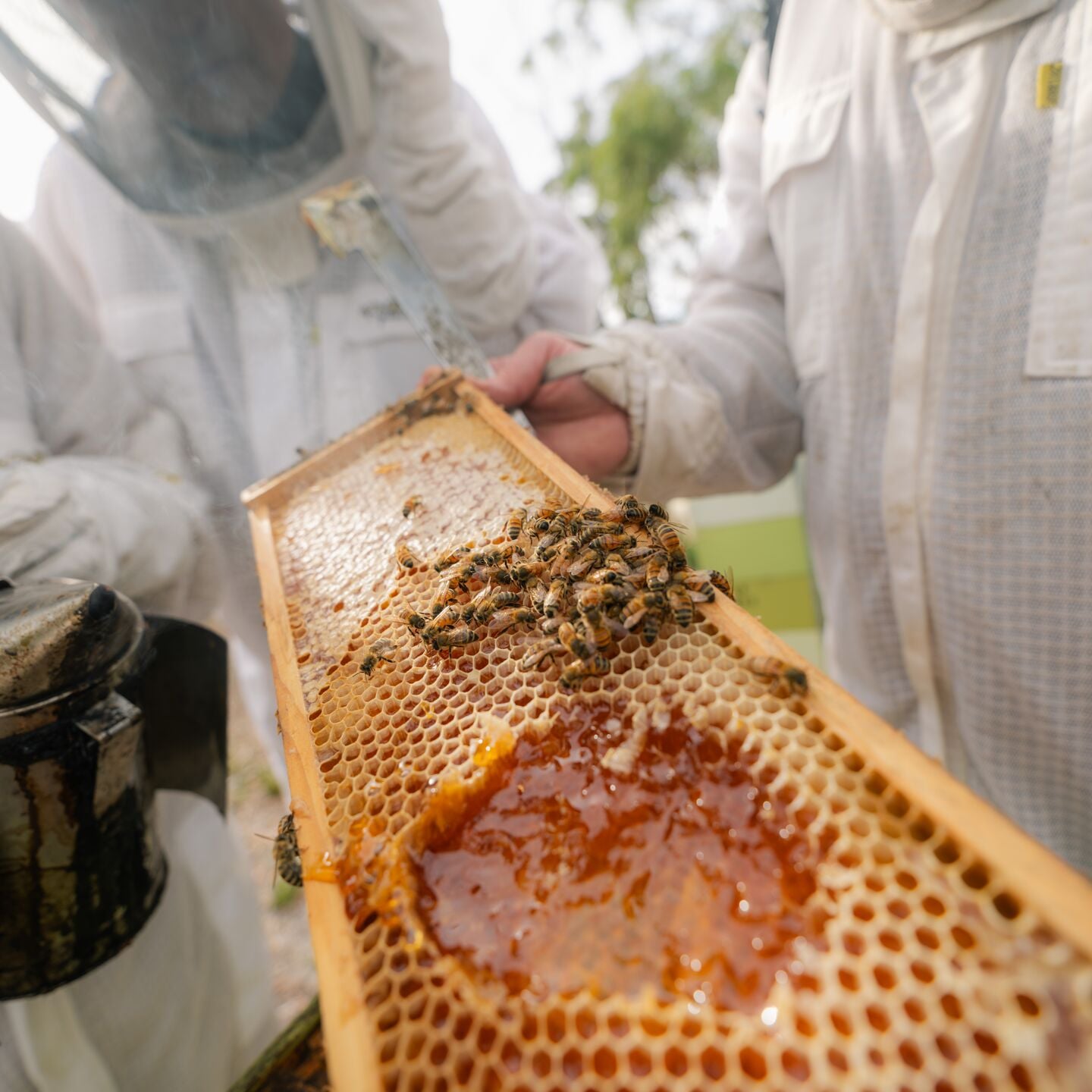 Saffire Bee Keeping 7927