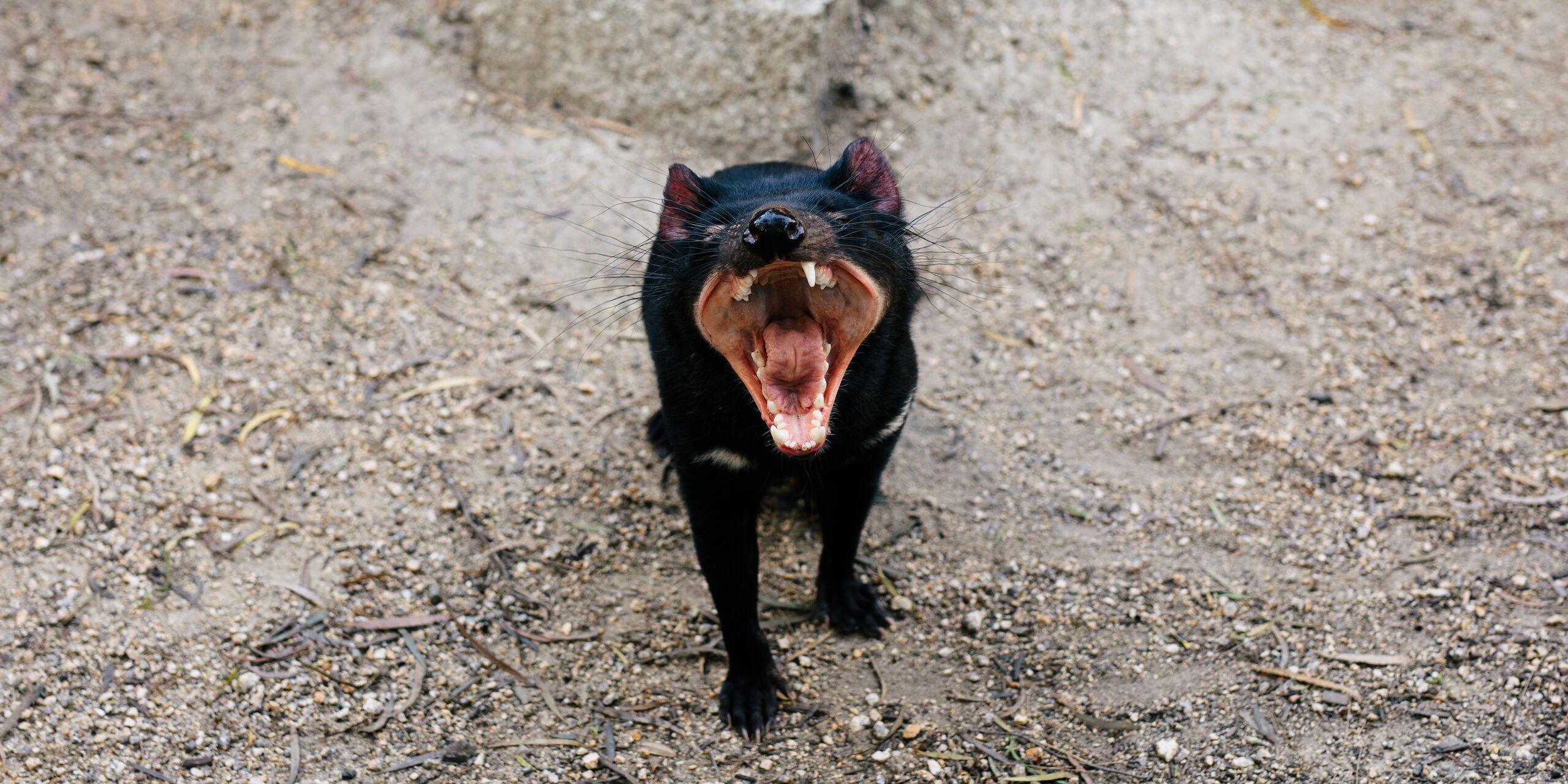 Tasmanian Devils