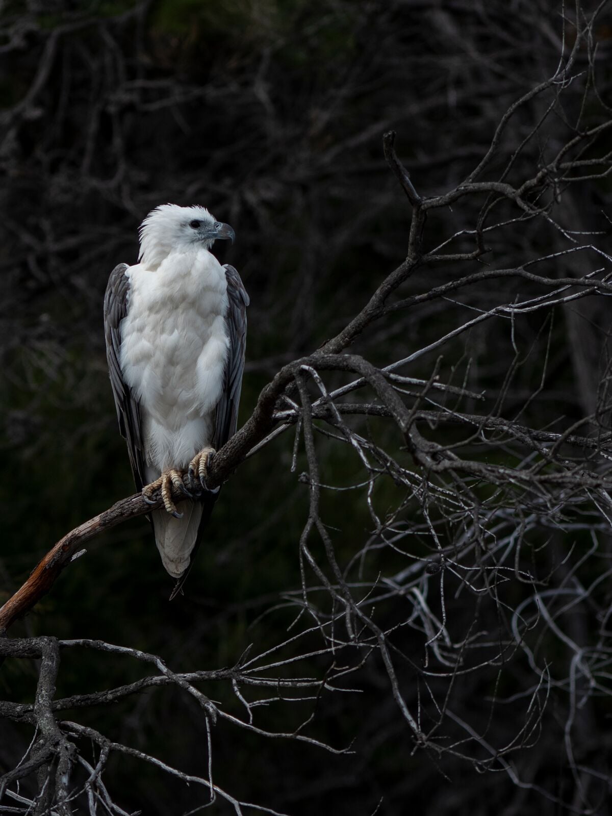Saffire Wildlife 29