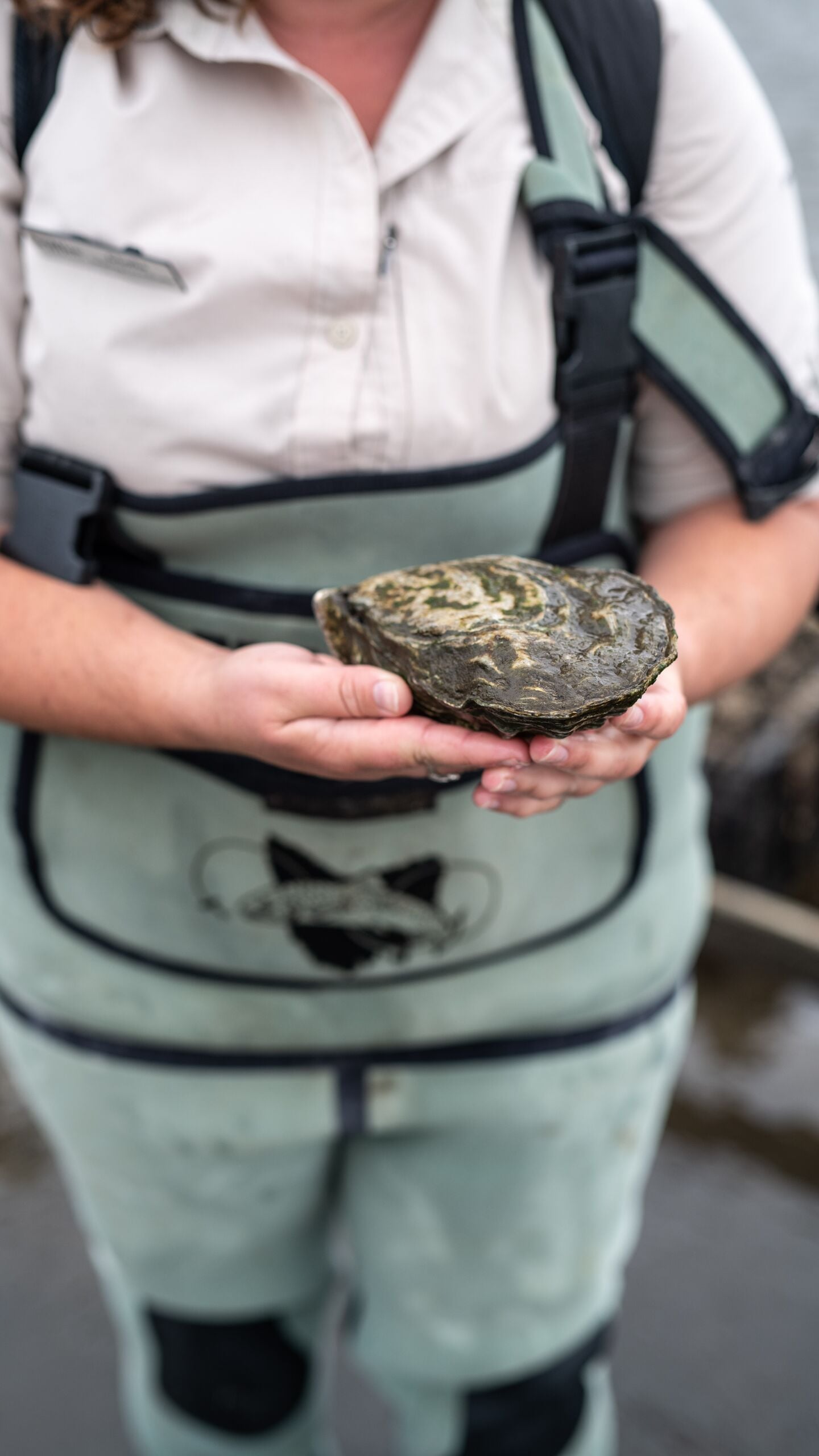 Oyster Farm 52