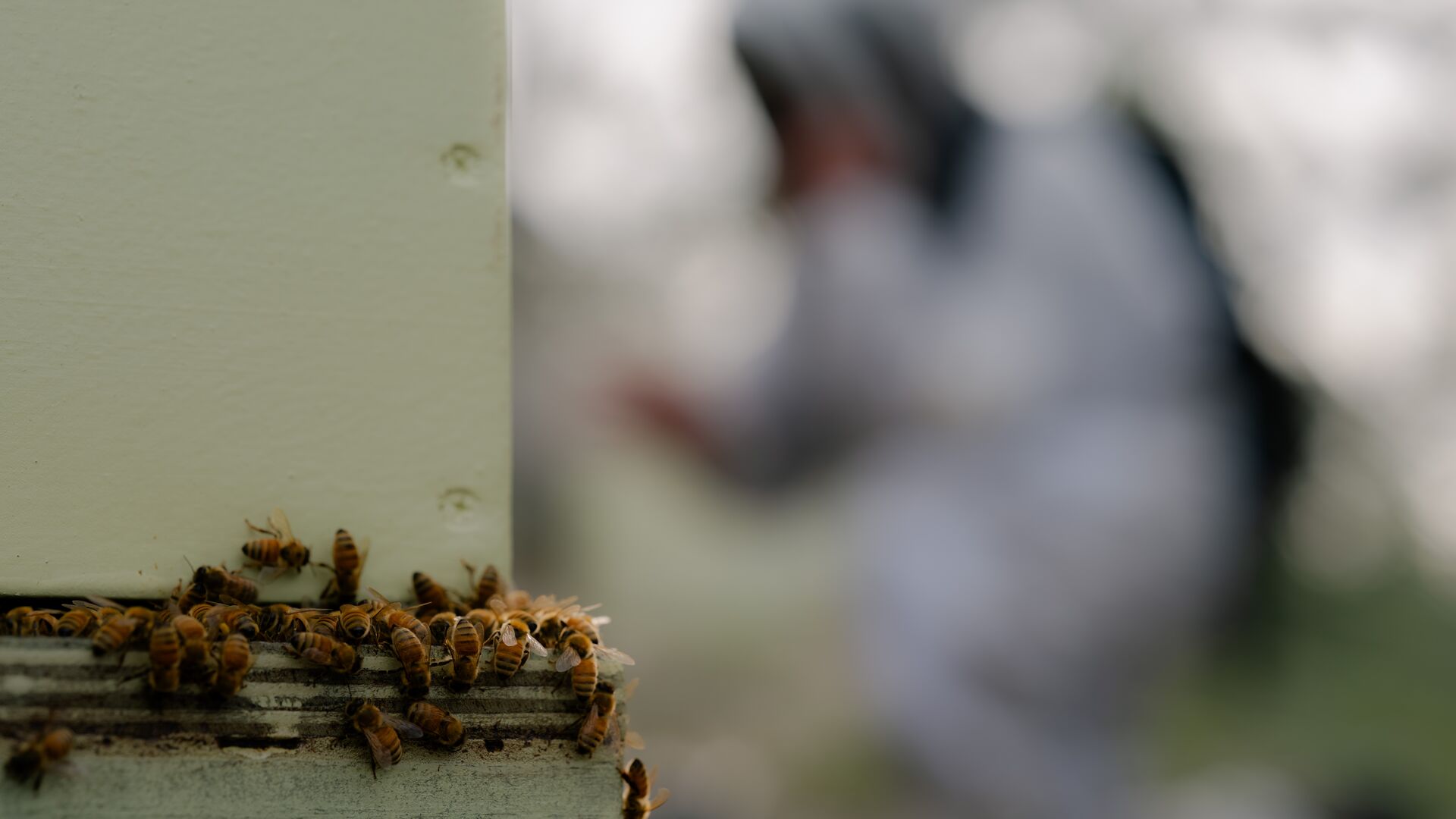 Bee Keeping 7376