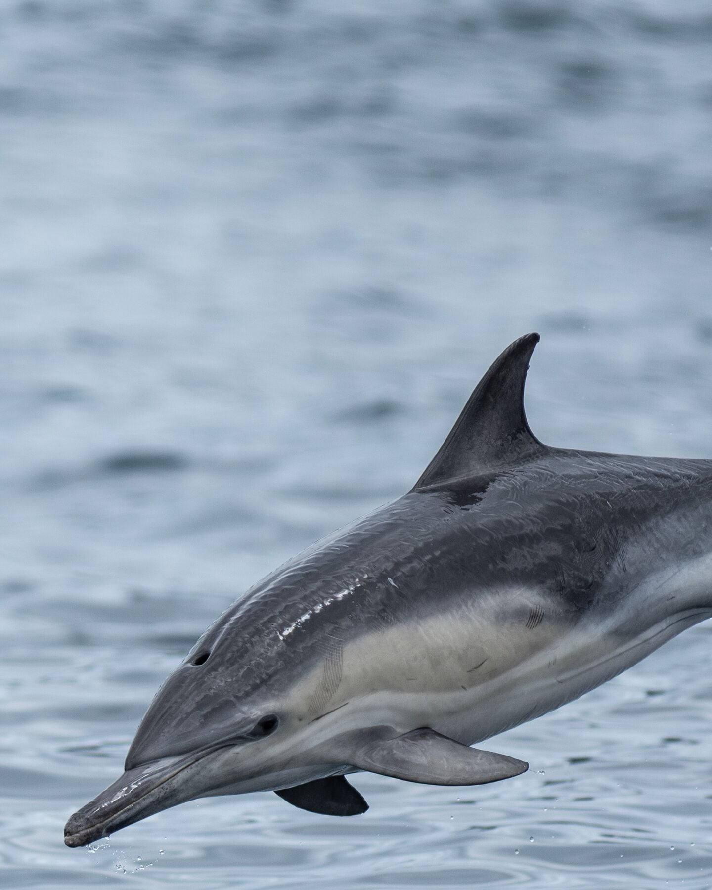 Saffire Wildlife 17