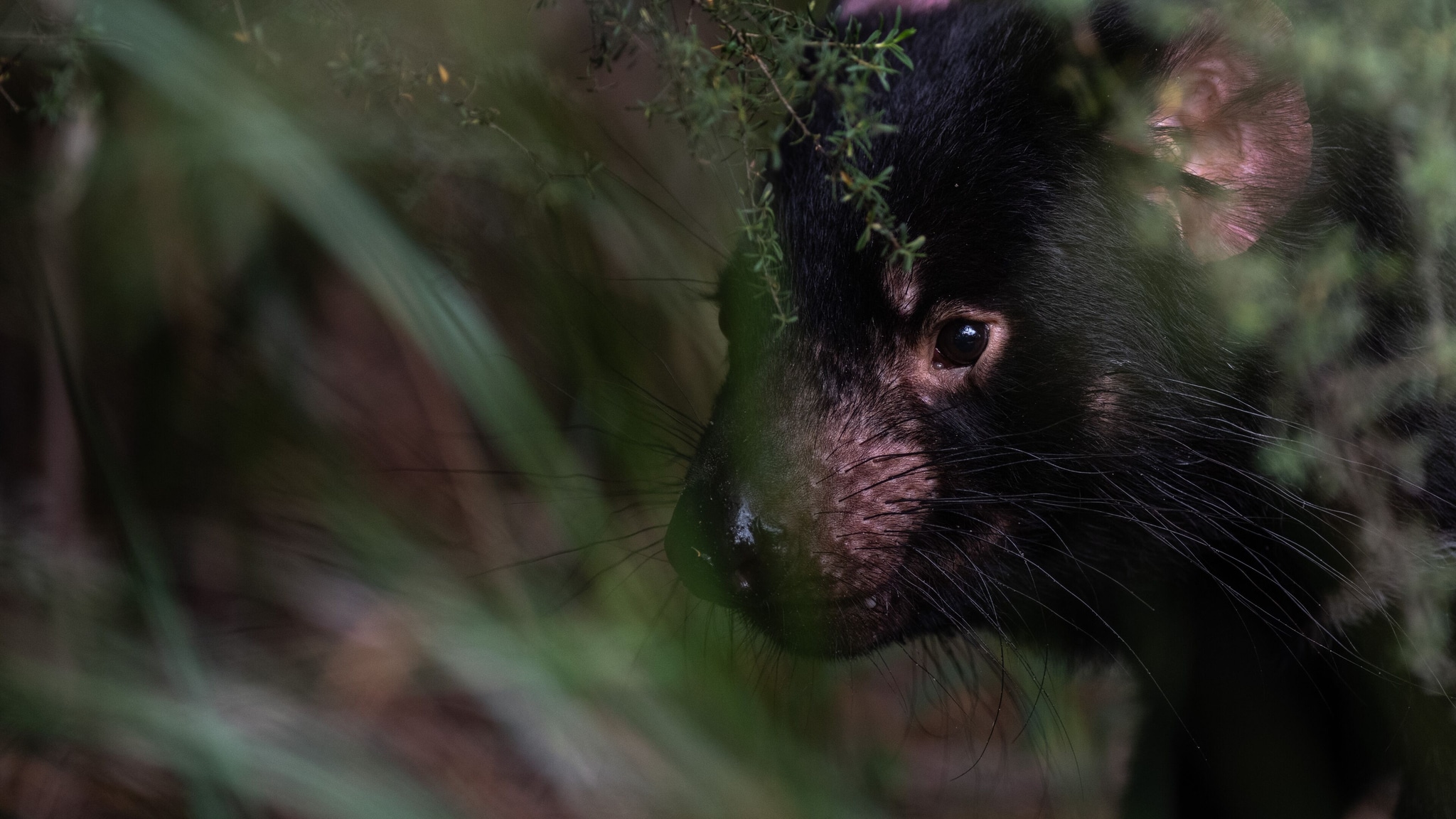 Tasmanian Devils
